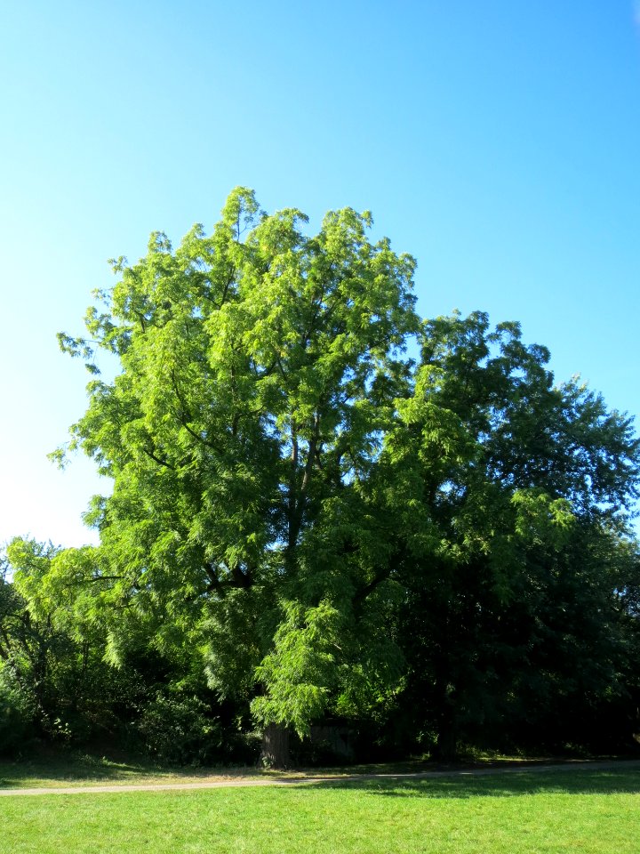 20130903Juglans_nigra3