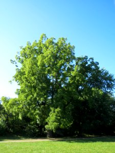 20130903Juglans_nigra3
