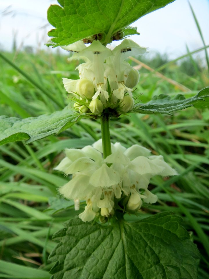 20131009Lamium_album1