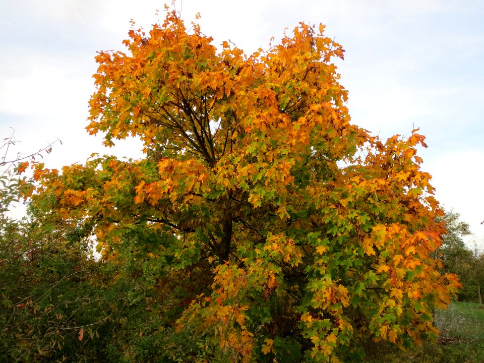 20131018Acer_campestre_Hockenheim