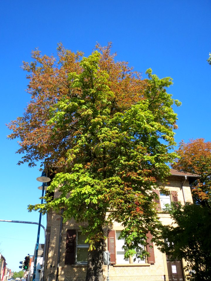20130905Aesculus_hippocastanum