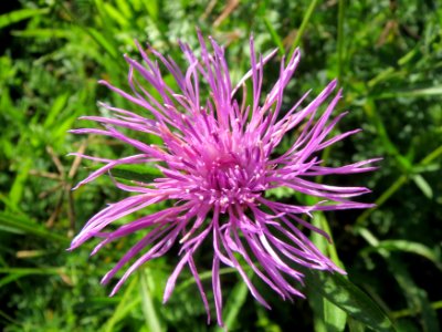 20131013Centaurea_jacea2