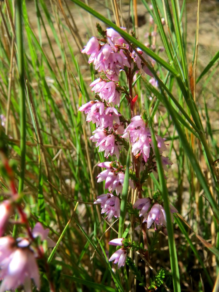 20130905Besenheide3