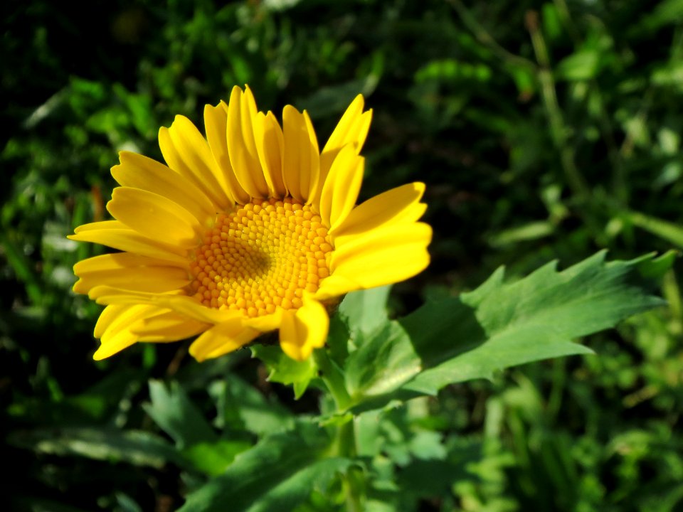 20131013Glebionis_segetum1