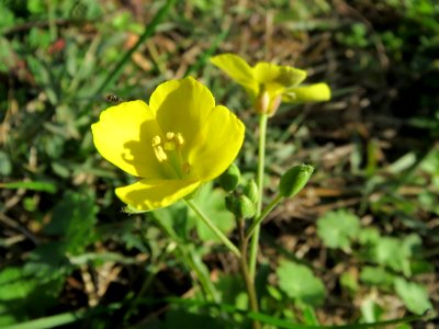 20131013Diplotaxis_tenuifolia1