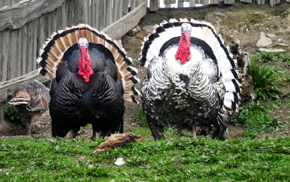 Farm feathers nature