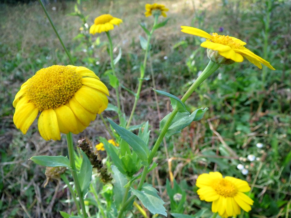 20131013Glebionis_segetum7