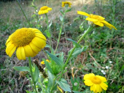 20131013Glebionis_segetum7