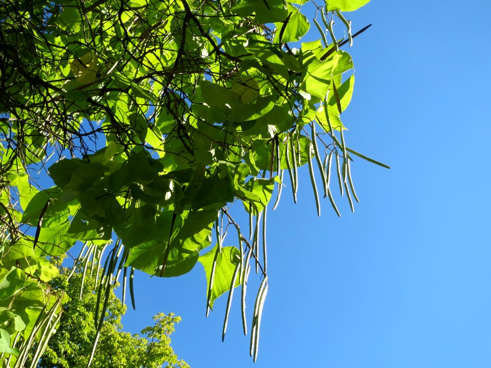 20130905Catalpa_bignonioides4