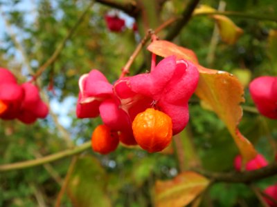 20131018Pfaffenhuetchen2