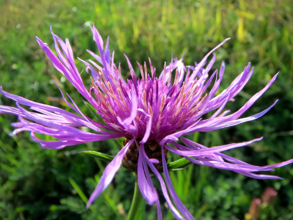 20131013Centaurea_jacea3