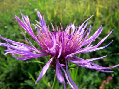 20131013Centaurea_jacea3