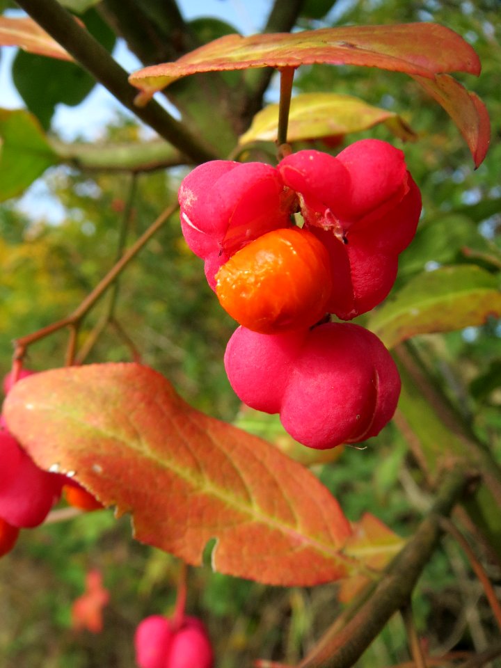 20131018Pfaffenhuetchen1