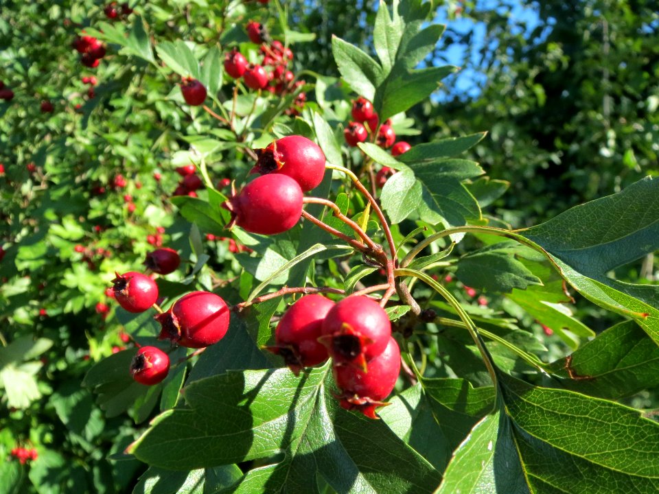 20130904Crataegus_monogyna