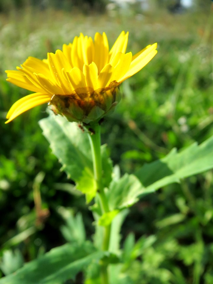 20131013Glebionis_segetum2