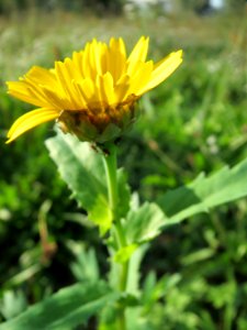 20131013Glebionis_segetum2