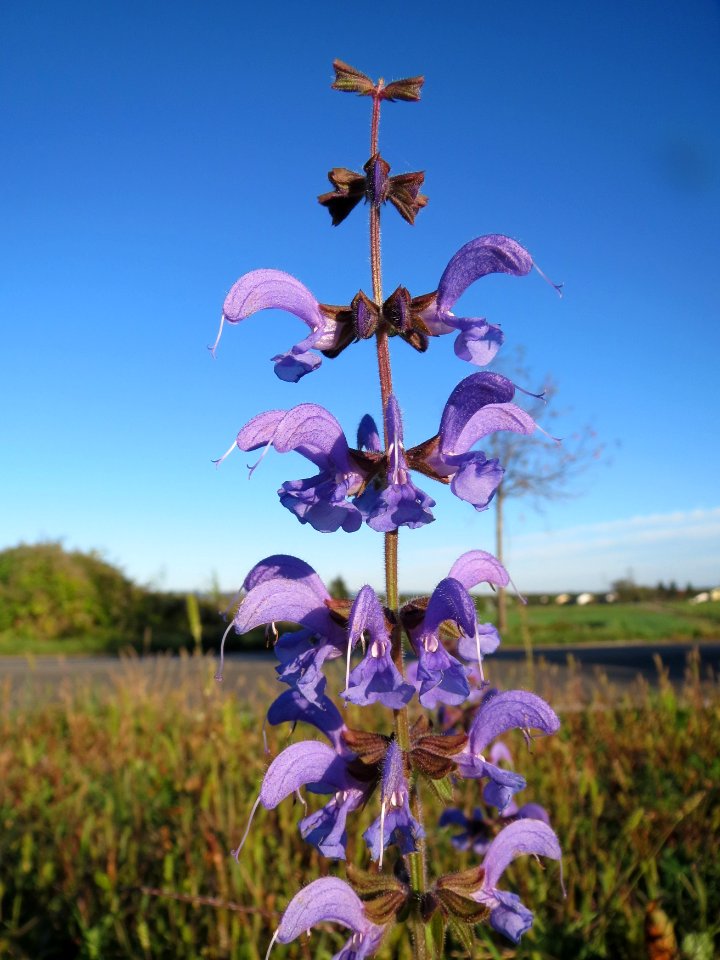 20131013Salvia_pratensis