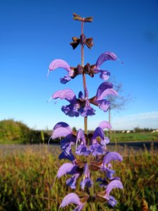20131013Salvia_pratensis