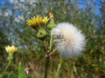 20131013Sonchus_asper3