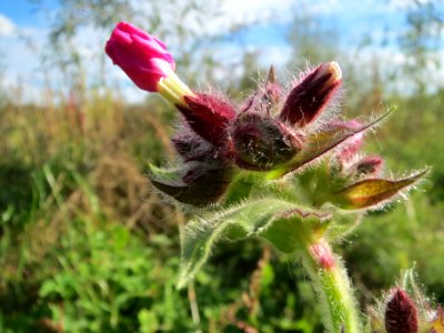 20131013Silene_dioica3