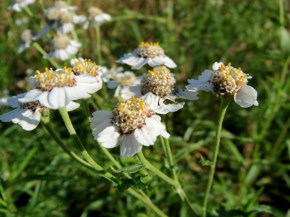 20131013Achillea_ptarmica2