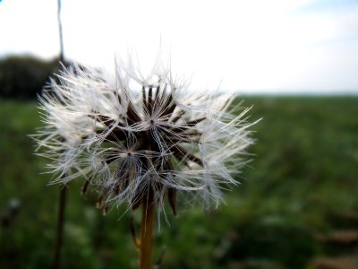 20131009Crepis_biennis4