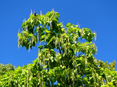 20130905Catalpa_bignonioides3