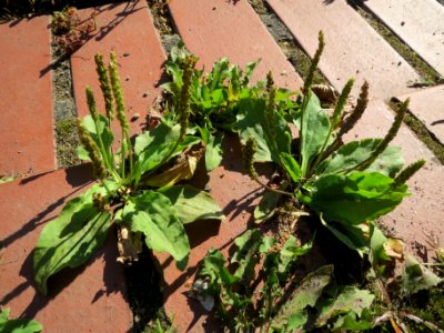 20130903Plantago_major
