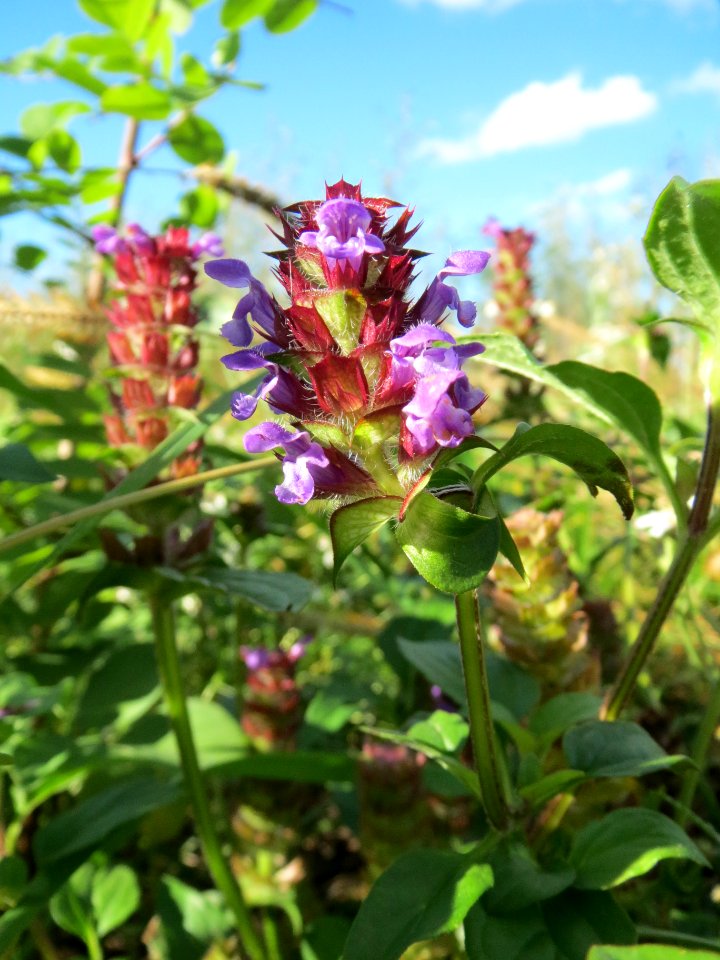 20131013Prunella_vulgaris2