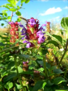 20131013Prunella_vulgaris2