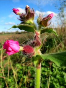 20131013Silene_dioica1