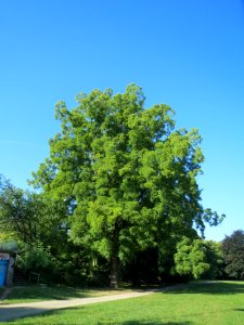 20130903Juglans_nigra1
