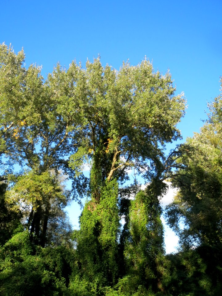 20131013Populus_x_canadensis