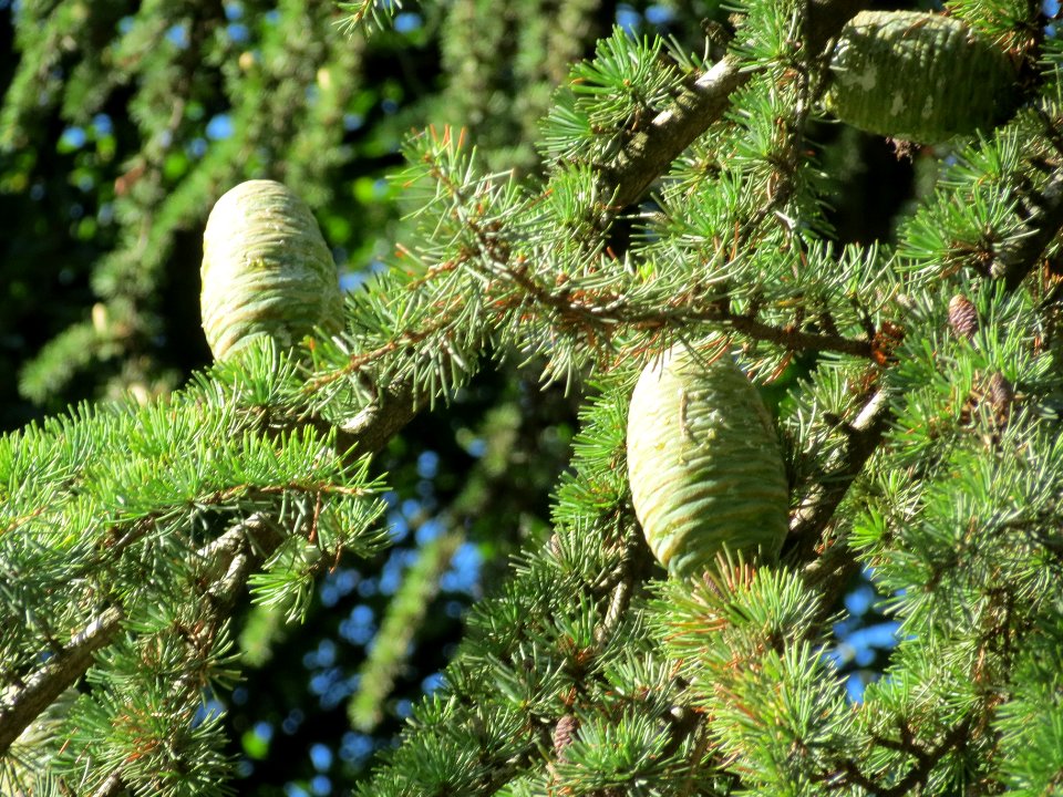 20130903Cedrus_deodara3