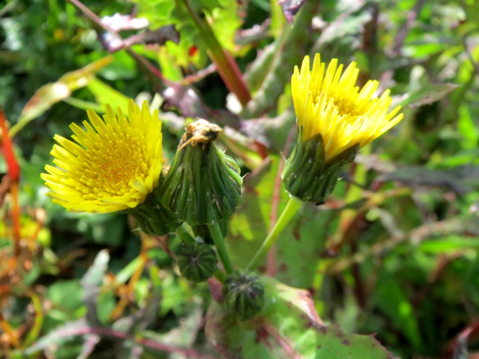 20131013Sonchus_asper6