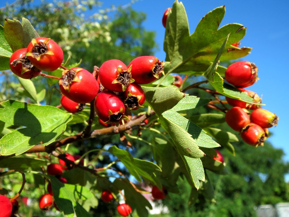 20130903Crataegus_monogyna