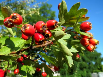 20130903Crataegus_monogyna photo