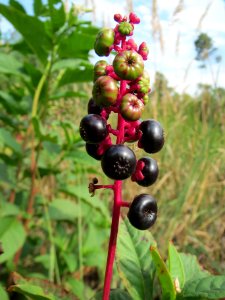 20130906Phytolacca_americana5