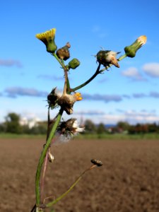 20131013Sonchus_asper2