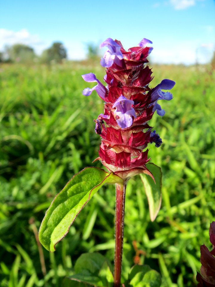 20131013Prunella_vulgaris5