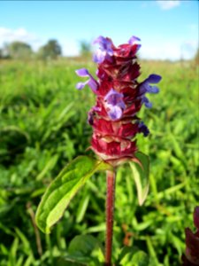 20131013Prunella_vulgaris5