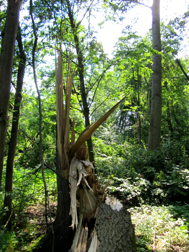 20130708Sturmschaden_Marlach3