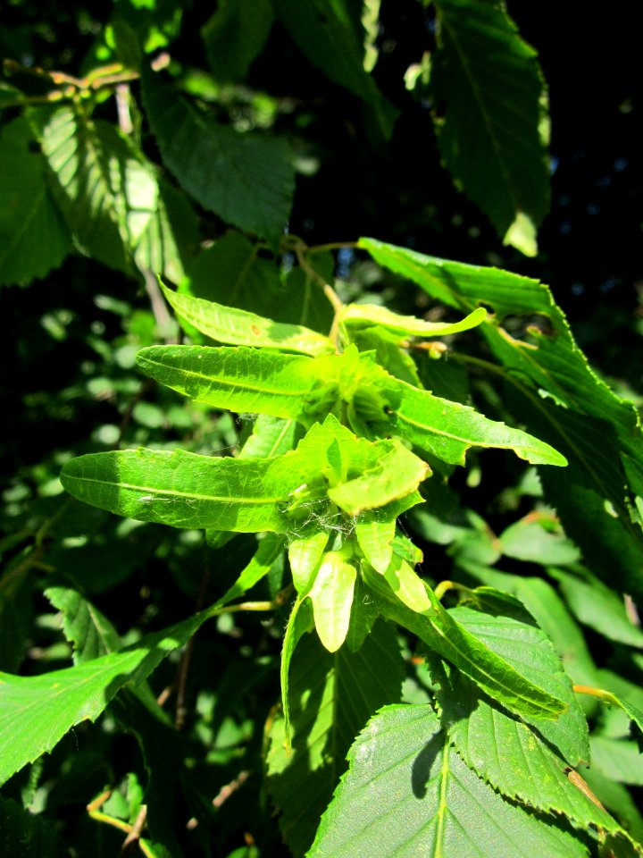 20130708Hainbuche_Marlach3