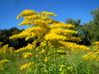 20130922Solidago_canadensis2 photo