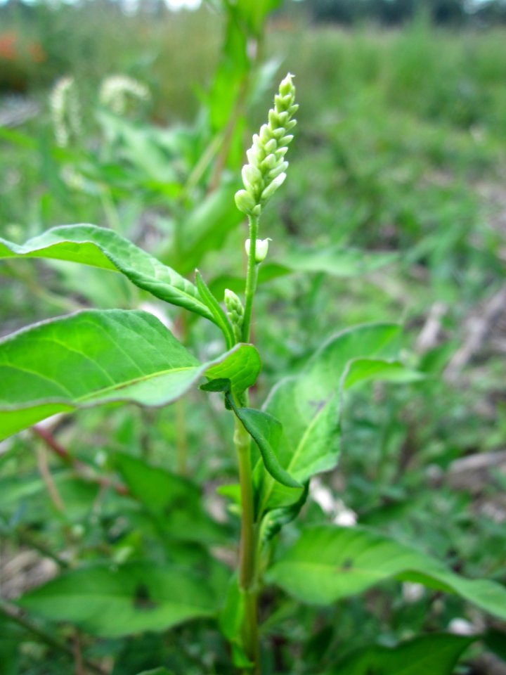 20130708Ampfer-Knoeterich_Horststuecker7
