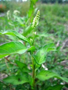 20130708Ampfer-Knoeterich_Horststuecker7