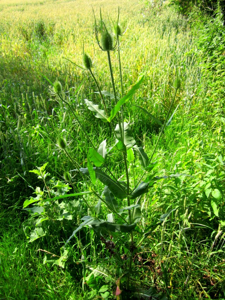 20130708Karde_Hockenheim