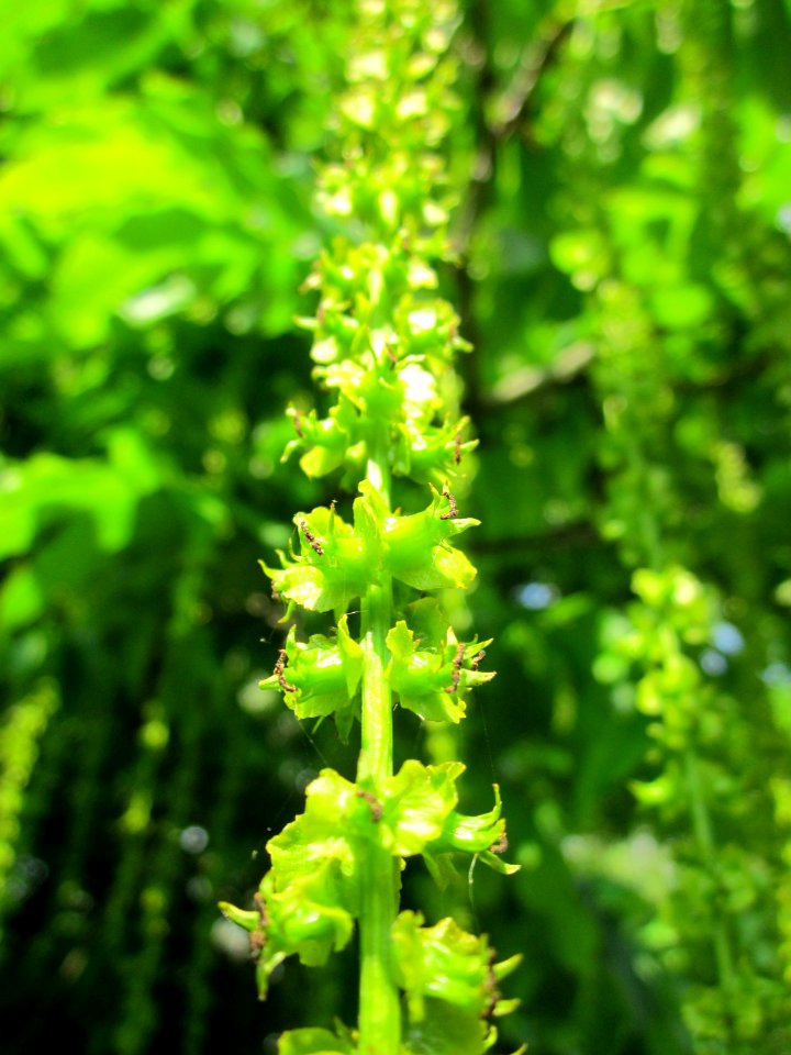 20130611Pterocarya_fraxinifolia