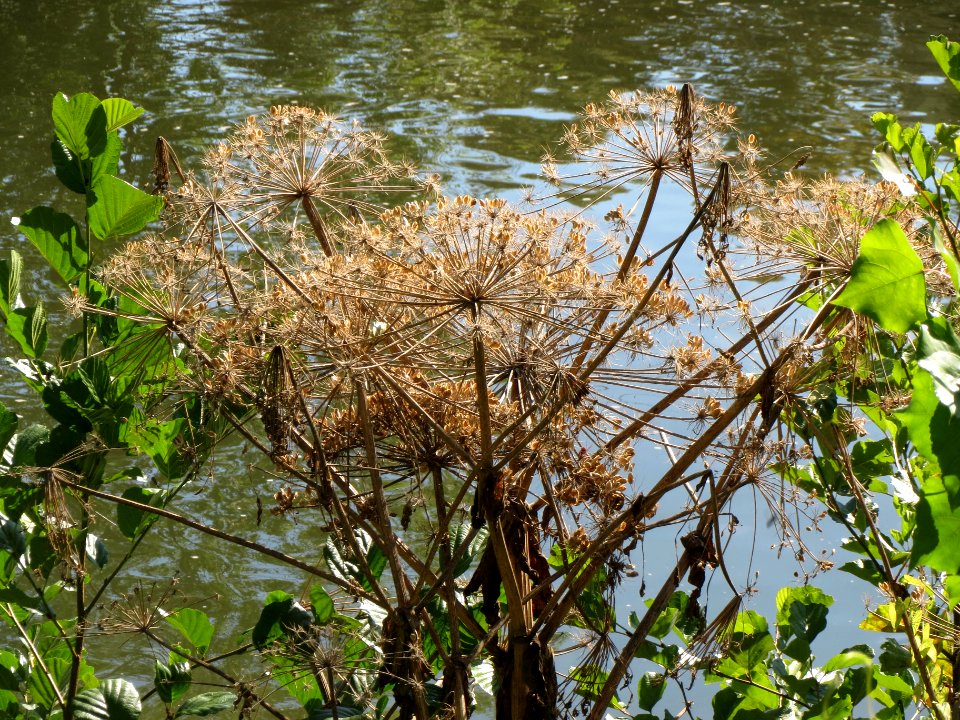 20130903Heracleum_mantegazzianum2