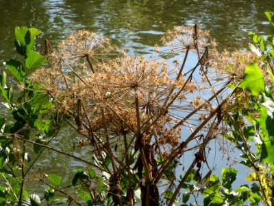 20130903Heracleum_mantegazzianum2